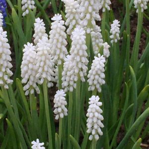 Muscari botryoides Album - Fürtös gyöngyike