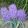 Muscari comosum Plumosum - Fürtös gyöngyike