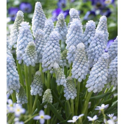 Muscari neglectum Babys Breath - Fürtös gyöngyike