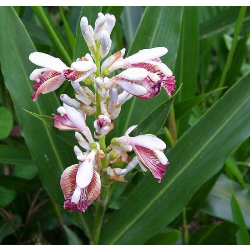 Alpinia galanga