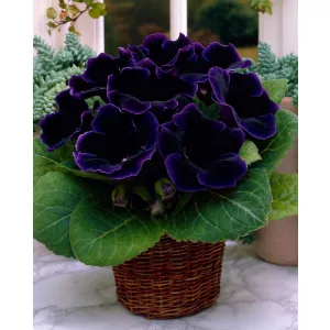 Sinningia speciosa Violacea (6/+) - Gloxínia
