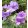 Geranium tuberosum - Gumós gólyaorr