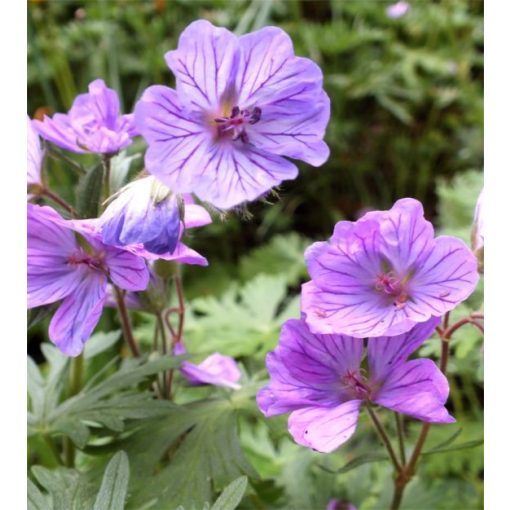 Geranium tuberosum - Gumós gólyaorr