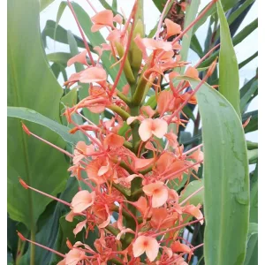 Hedychium Pink Princess - Gyömbérliliom