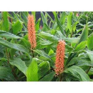 Hedychium densiflorum - Gyömbérliliom