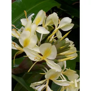 hedychium-flavescens