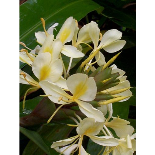 hedychium-flavescens