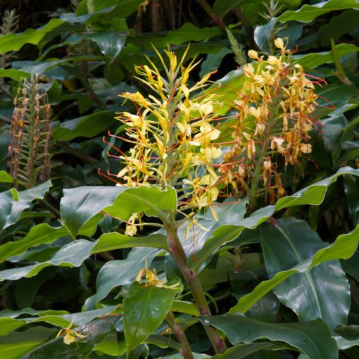 Hedychium gardnerianum - Gyömbérliliom