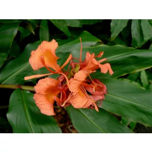 Hedychium greenii - Gyömbérliliom