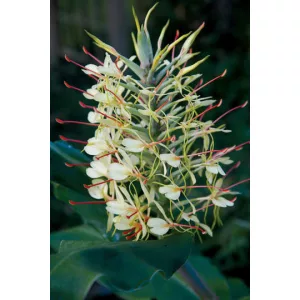 Hedychium griffithianum - Gyömbérliliom