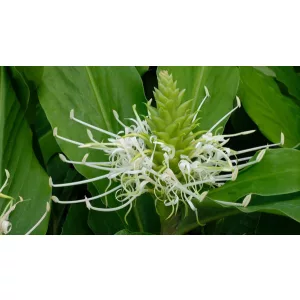 Hedychium thyrsiforme - Gyömbérliliom