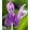 roscoea-cangshanensis