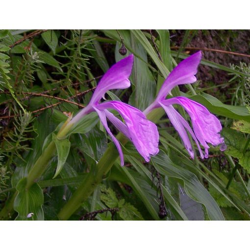 Roscoea purpurea - Gyömbérorchidea