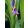 roscoea-tibetica-