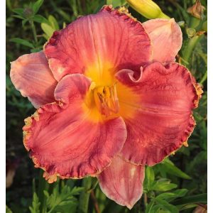 Hemerocallis Accent On Style - Sásliliom