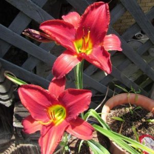 Hemerocallis Alexander the Great - Sásliliom