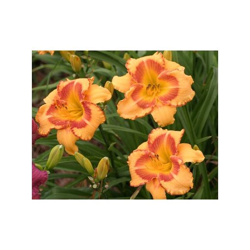 Hemerocallis All Fired Up - Sásliliom