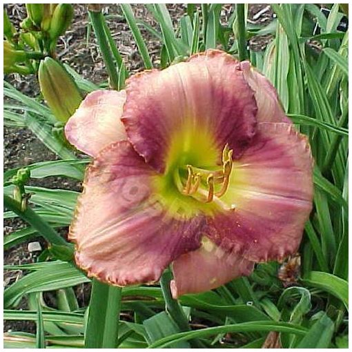 Hemerocallis Alone At Sea - Sásliliom