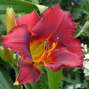 Hemerocallis Amadeus