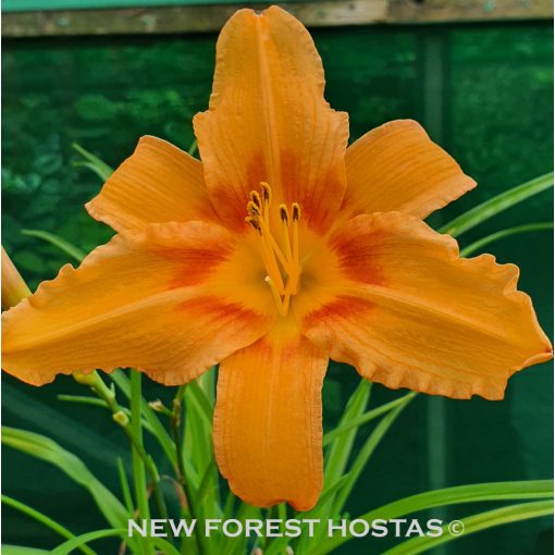 Hemerocallis Amber Star - Sásliliom