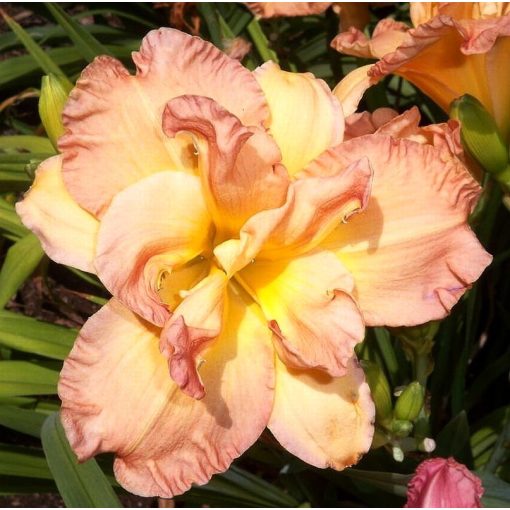 Hemerocallis Angelic Grin - Sásliliom