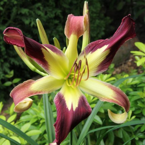 Hemerocallis Applique - Sásliliom