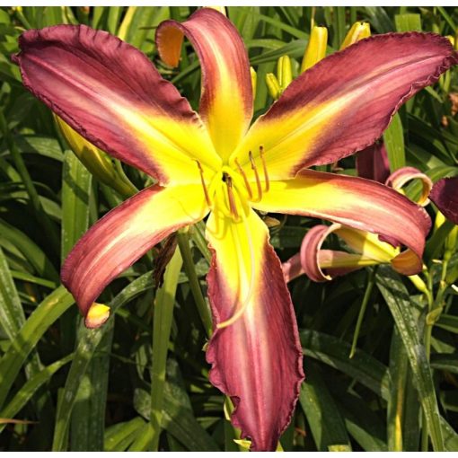 Hemerocallis Arachne Planet - Sásliliom