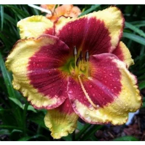 Hemerocallis Aragon - Sásliliom