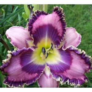 Hemerocallis Archaeopteryx - Sásliliom