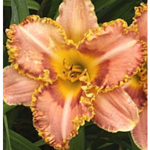 Hemerocallis Art Noveau Lamp - Sásliliom