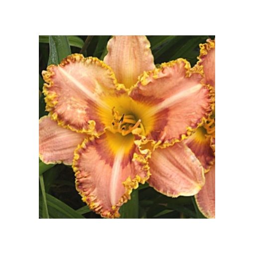 Hemerocallis Art Noveau Lamp - Sásliliom