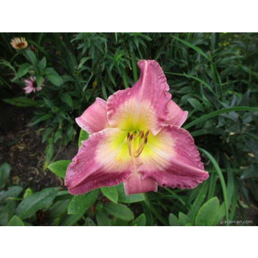 Hemerocallis Ava