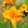 Hemerocallis Bandollero