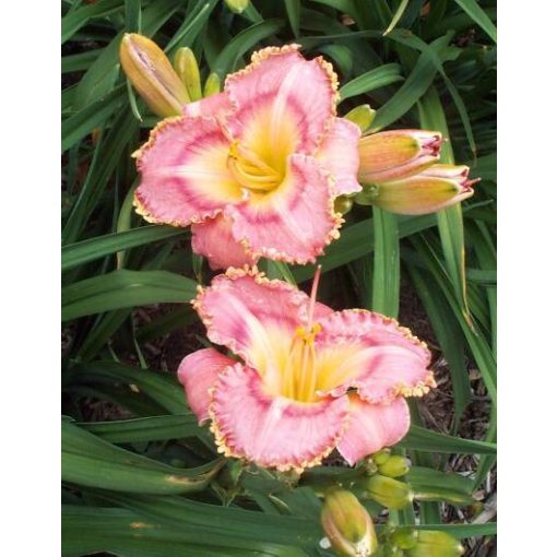 Hemerocallis Barbara Dittmer - Sásliliom