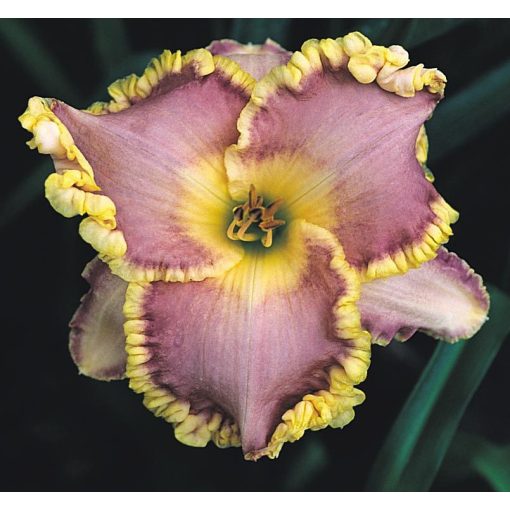 Hemerocallis Barbara Morton - Sásliliom