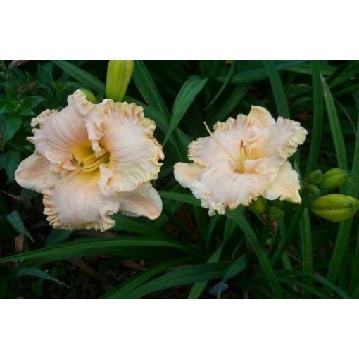 Hemerocallis Because of You - Sásliliom