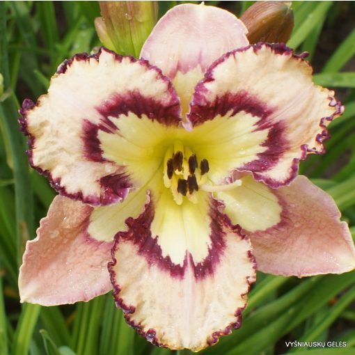 Hemerocallis Bella Isabella - Sásliliom