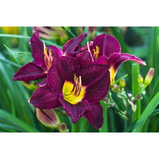 Hemerocallis Bela Lugosi - Sásliliom