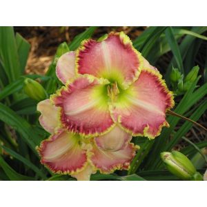 Hemerocallis Bells and Whistles - Sásliliom