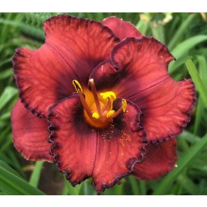 Hemerocallis Berrylicious