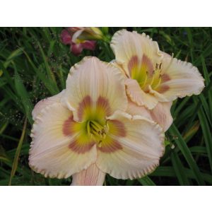 Hemerocallis Bette Davis Eyes - Sásliliom