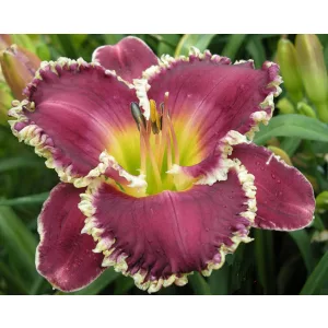 Hemerocallis Bettylen - Sásliliom