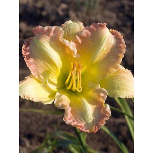 Hemerocallis Big Smile - Sásliliom