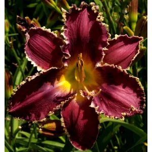 Hemerocallis Biting Torpedo - Sásliliom