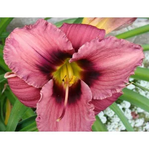 Hemerocallis Black Eye - Sásliliom