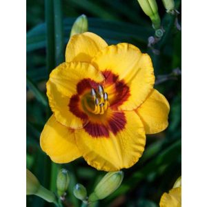 Hemerocallis Black Eyed Susan - Sásliliom