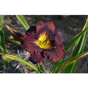 Hemerocallis Black Lapis