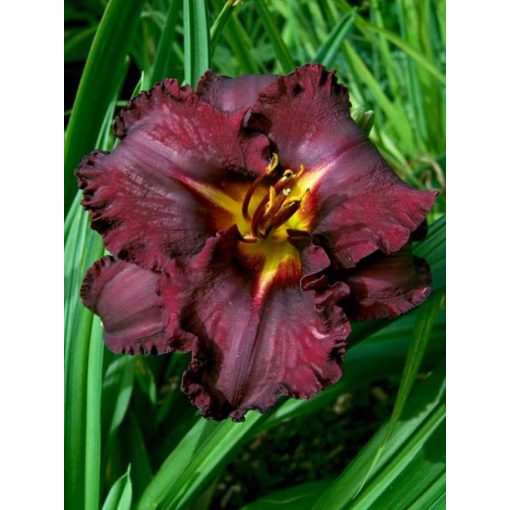 Hemerocallis Black Stockings - Sásliliom