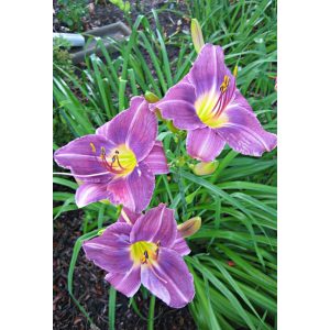 Hemerocallis Blue Sea - Sásliliom