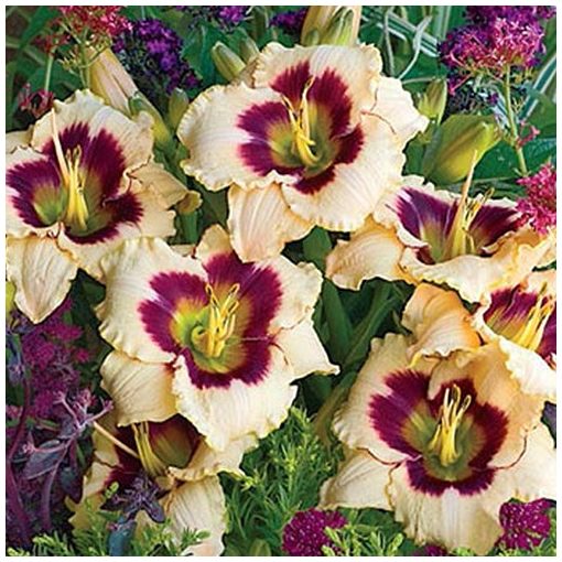 Hemerocallis Blueberry Candy